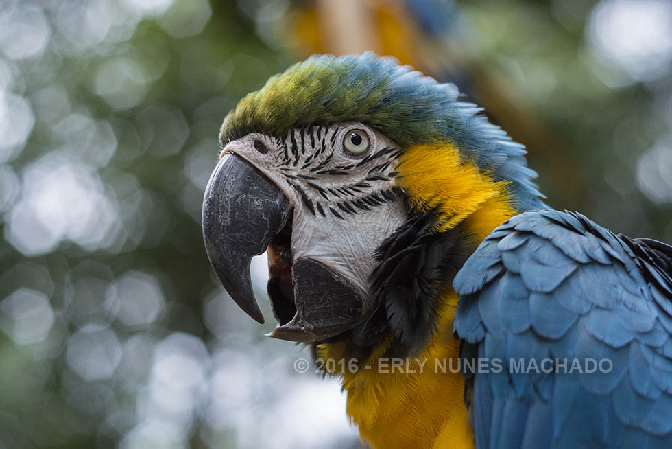 Parque das Aves, Foz do Iguaçu - Paraná