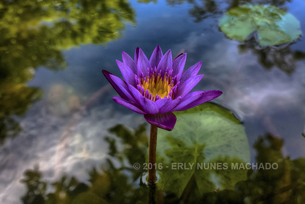 Jardim Botânico da Vale, Vitória - Espírito Santo