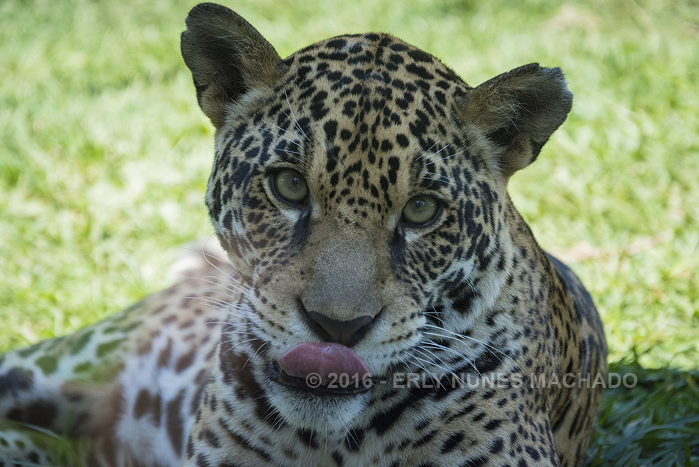 Zoo Park da Montanha, Marechal Floriano - Espírito Santo