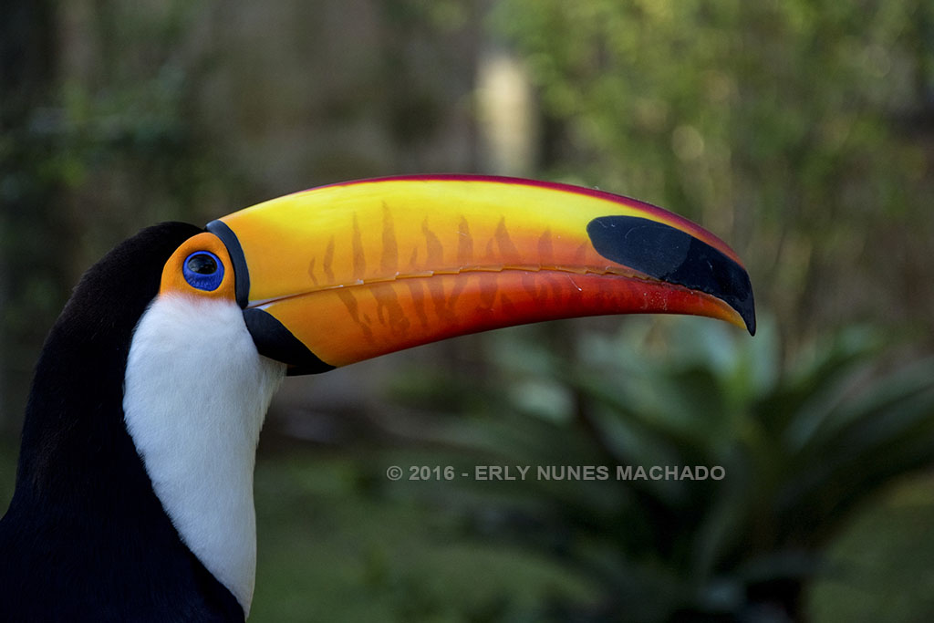 Beto Carrero World, Penha - Santa Catarina