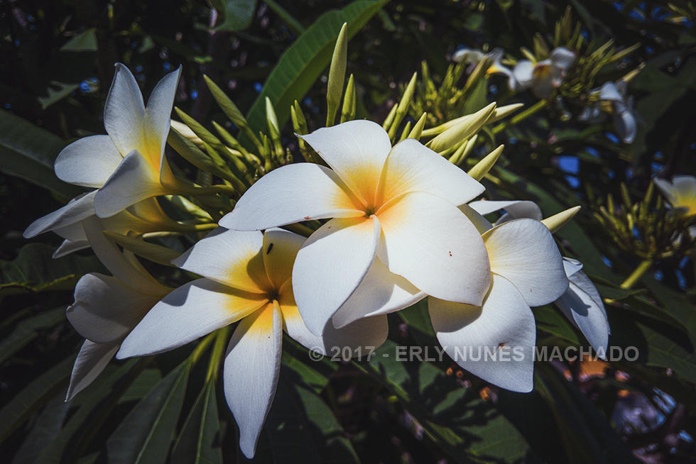 Flower, Anchieta - Espírito Santo