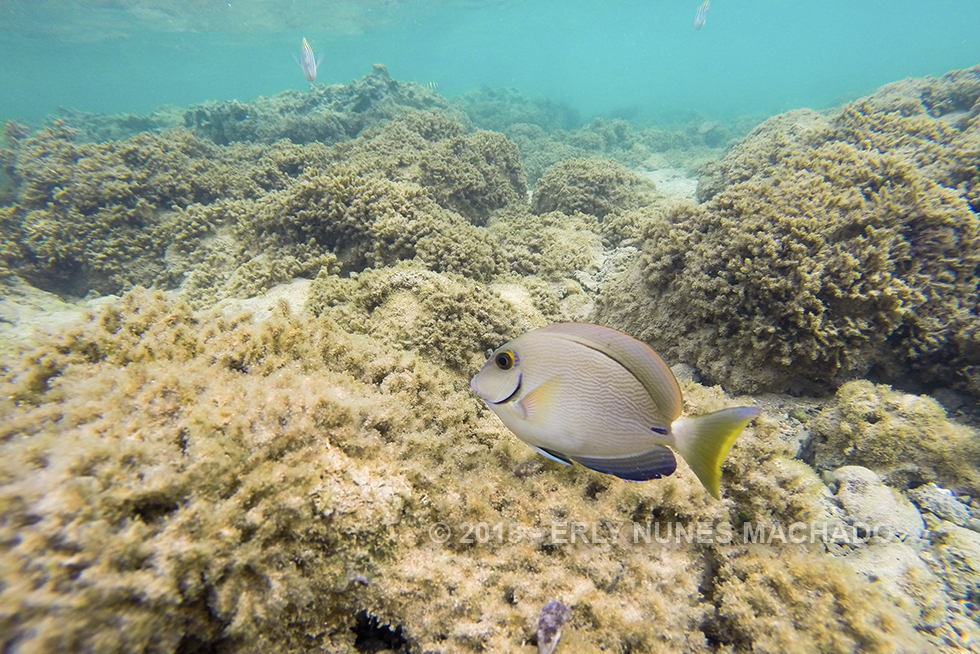 Morro de São Paulo, Cairu - Bahia
