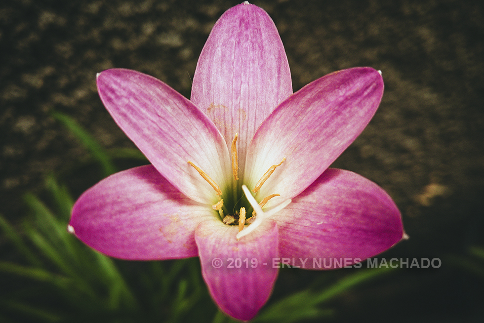 Flower, Anchieta - Espírito Santo