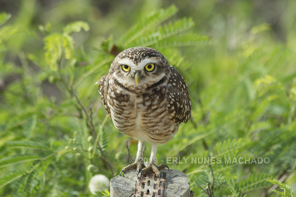 Owl, Anchieta - Espírito Santo