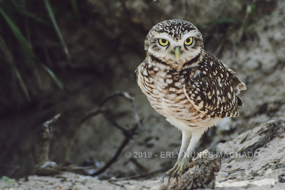 Owl, Anchieta - Espírito Santo