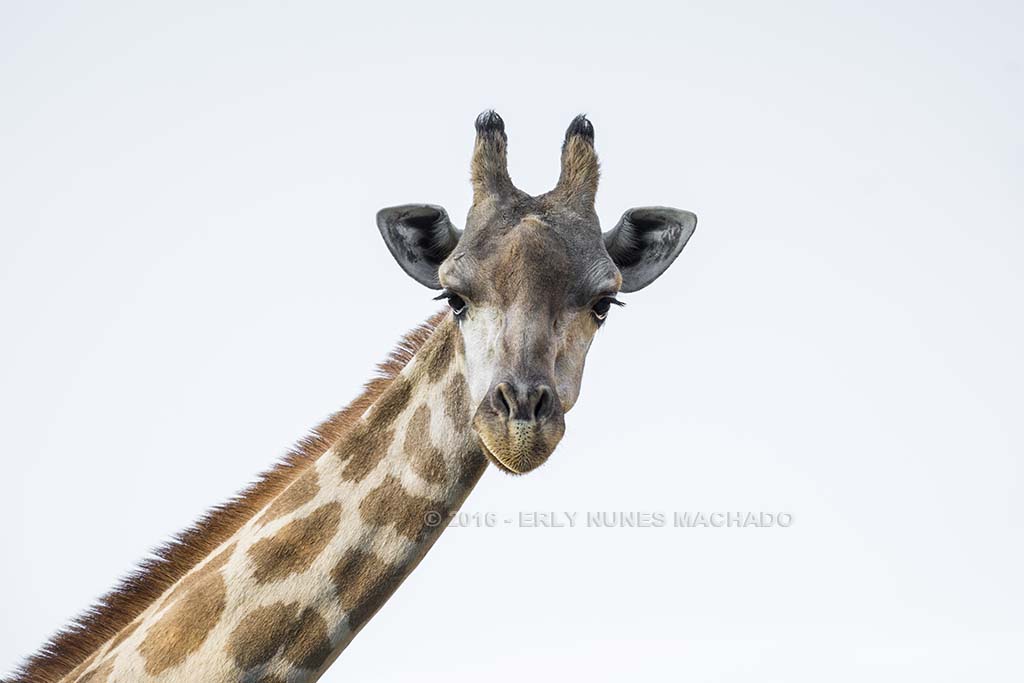 Beto Carrero World, Penha - Santa Catarina