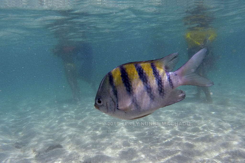 Piscinas Naturais de Maragogi - Alagoas