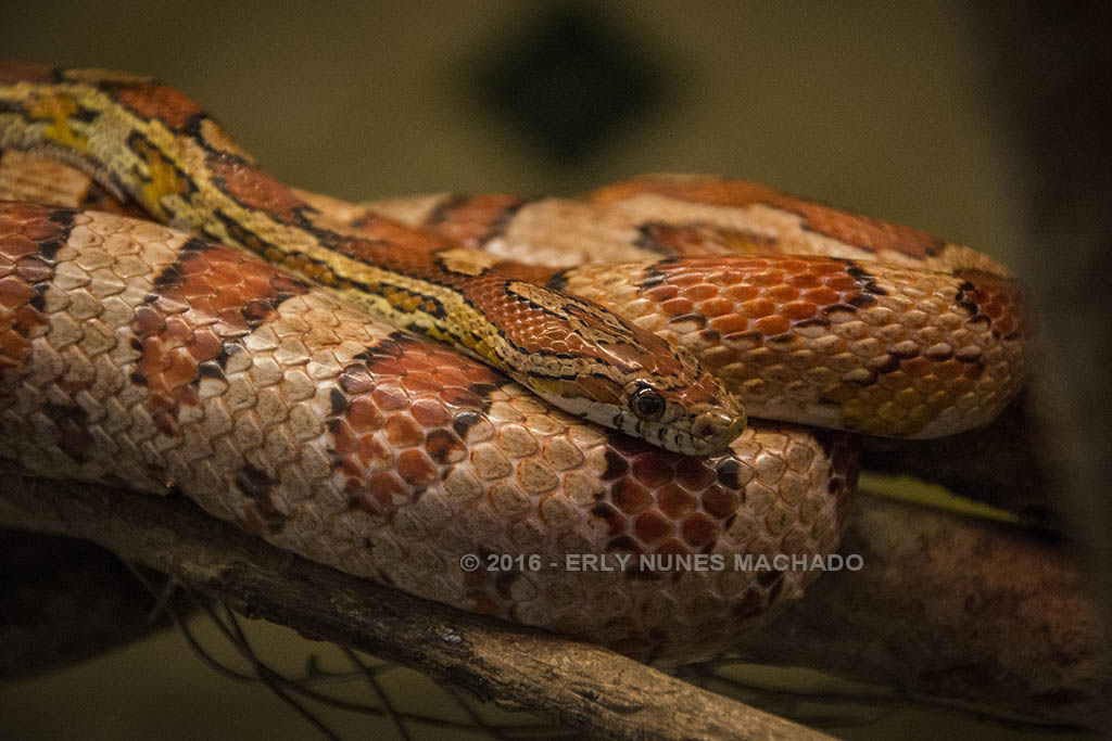 Beto Carrero World, Penha - Santa Catarina